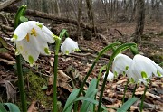 66 Campanellini-Falsi bucaneve (Leucojum vernum)